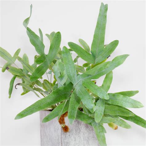 金水龍骨|屬於 金水龍骨 (Phlebodium aureum) 的照片 愛自然